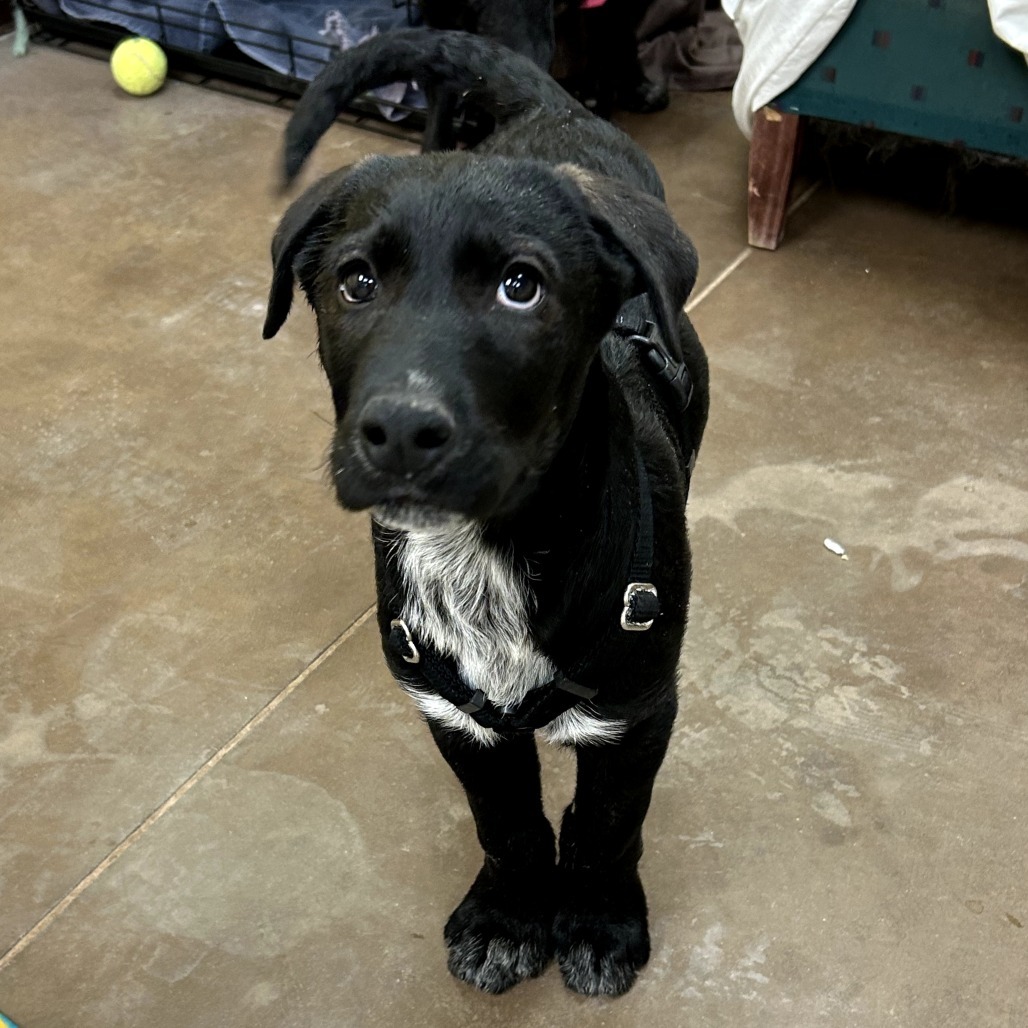 Graphite - Loves Cuddles & Dogs!