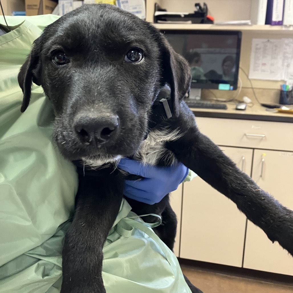 Graphite - Loves Cuddles & Dogs!