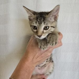 Drizzle, Baby Male Domestic Short Hair