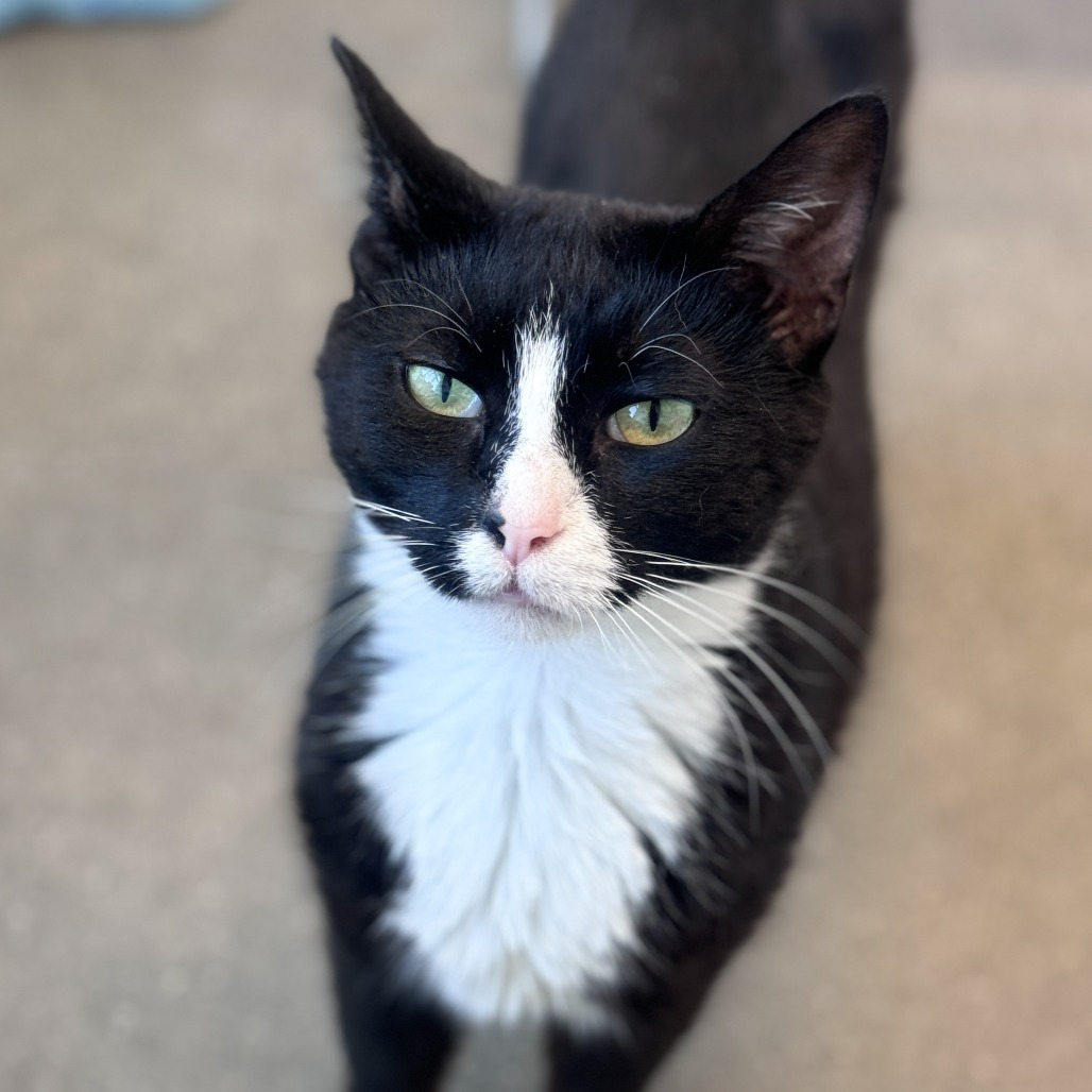 Oreo