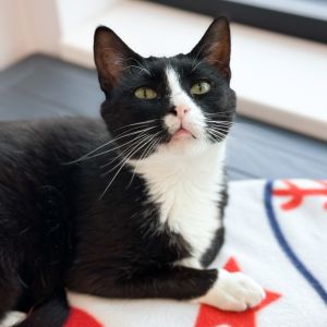 Oreo, Adult Female Domestic Short Hair