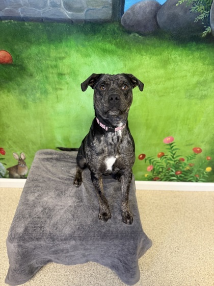 Darla, an adoptable Pit Bull Terrier, Mixed Breed in Harbor Springs, MI, 49740 | Photo Image 1