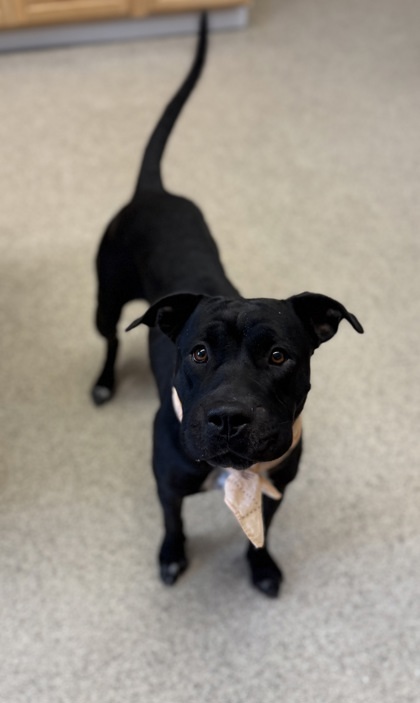 Penny, an adoptable Pit Bull Terrier, Mixed Breed in Harbor Springs, MI, 49740 | Photo Image 1