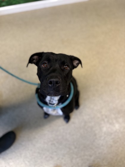 Penny, an adoptable Pit Bull Terrier, Mixed Breed in Harbor Springs, MI, 49740 | Photo Image 2