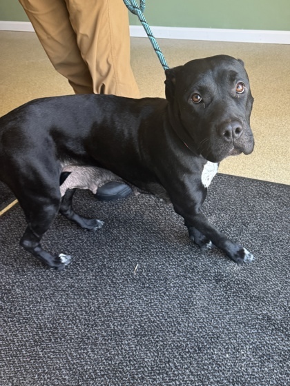Penny, an adoptable Pit Bull Terrier, Mixed Breed in Harbor Springs, MI, 49740 | Photo Image 3