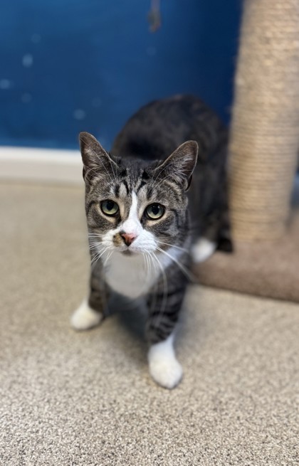 Boots, an adoptable Domestic Short Hair in Harbor Springs, MI, 49740 | Photo Image 1