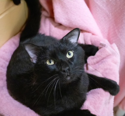 Jasper