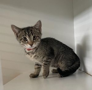 Cher, Baby Female Domestic Short Hair