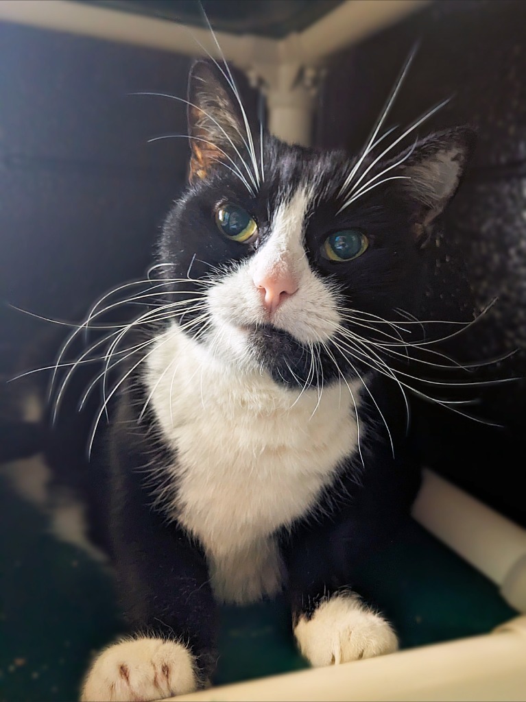 Mimi