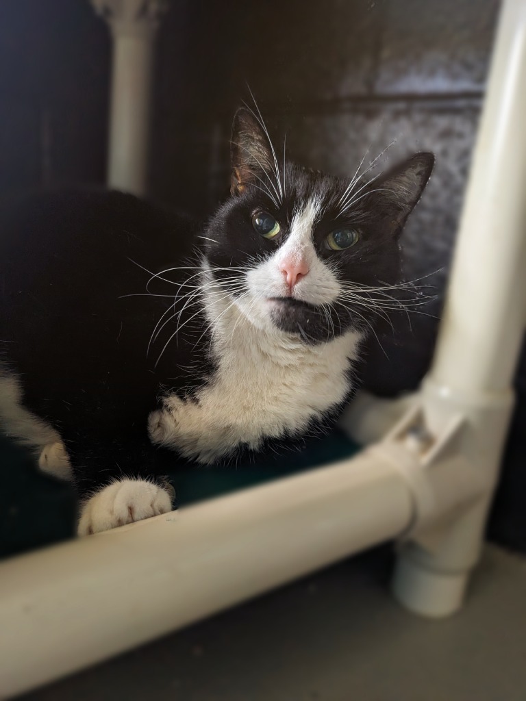 Mimi
