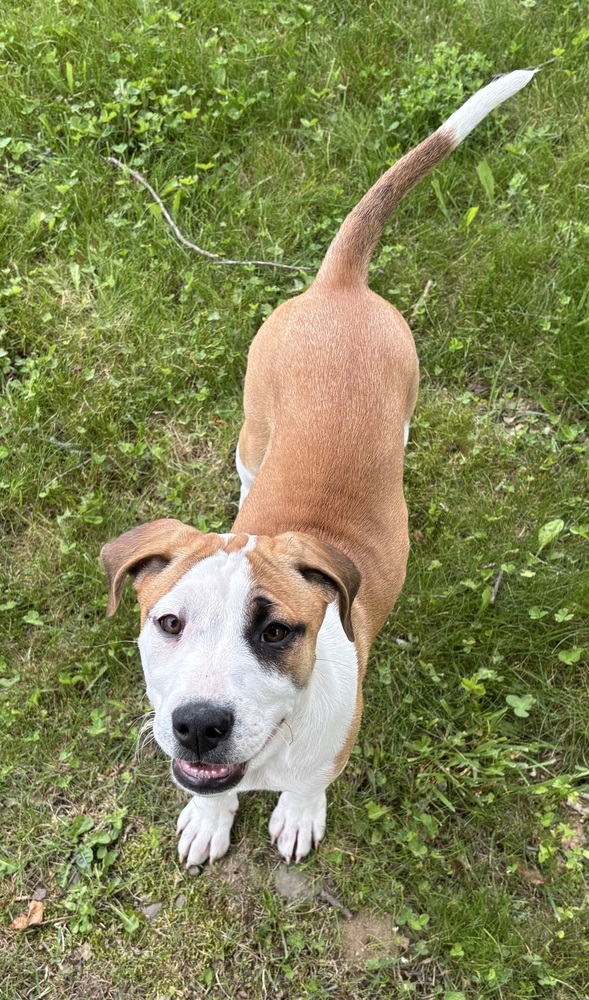 Eleanor (Ashlynn Litter)