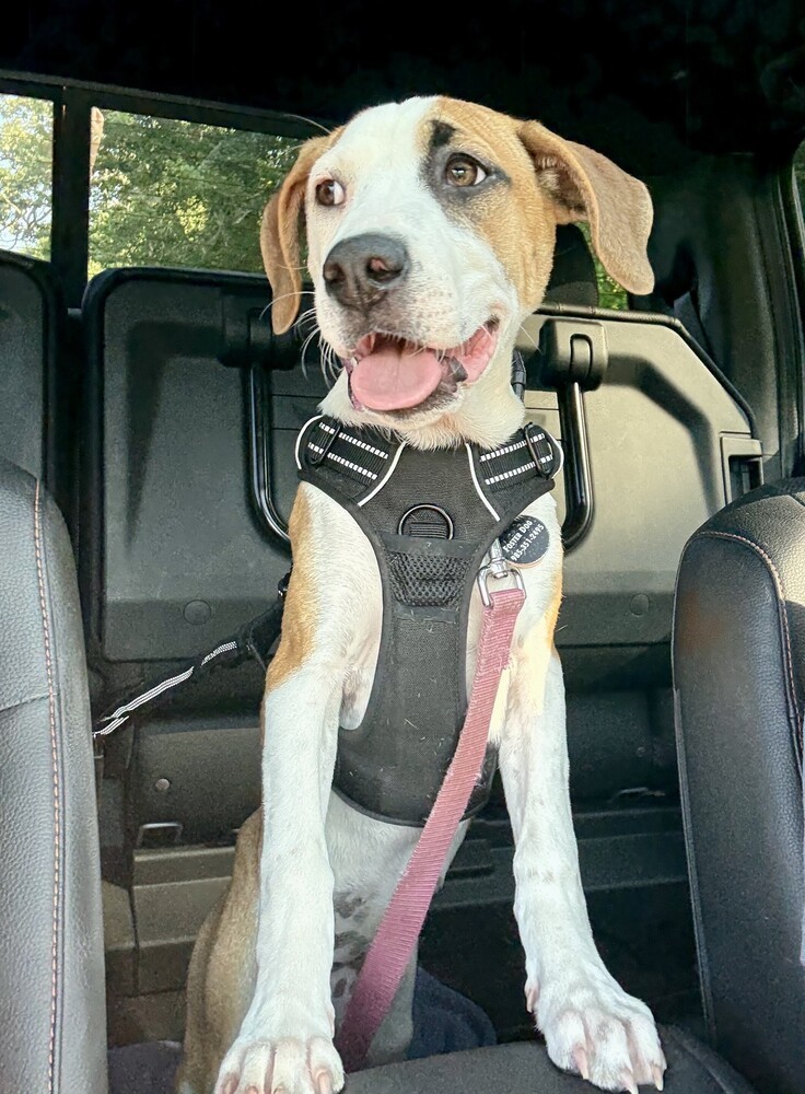 Eleanor (Ashlynn Litter)