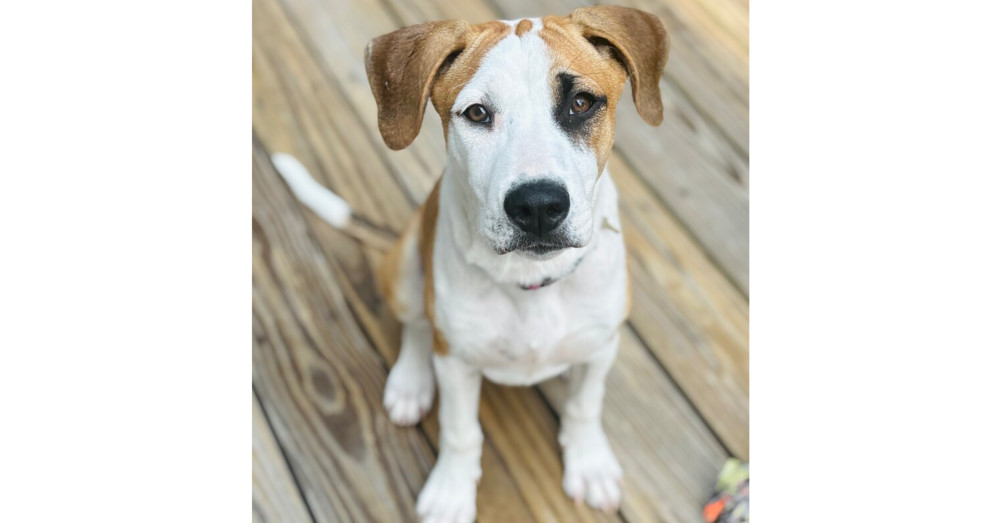 Eleanor (Ashlynn Litter)
