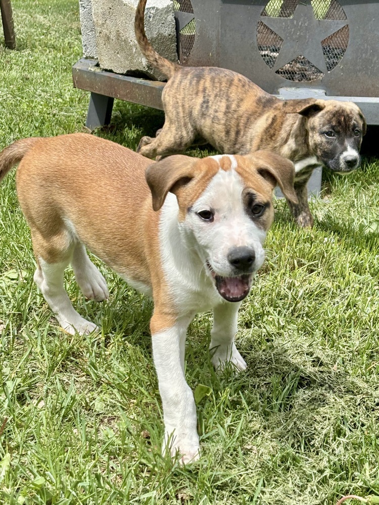 Eleanor (Ashlynn Litter)
