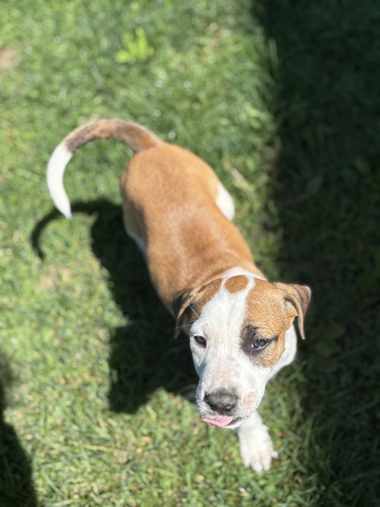 Eleanor (Ashlynn Litter)