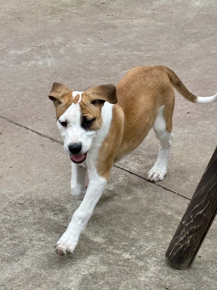 Eleanor (Ashlynn Litter)