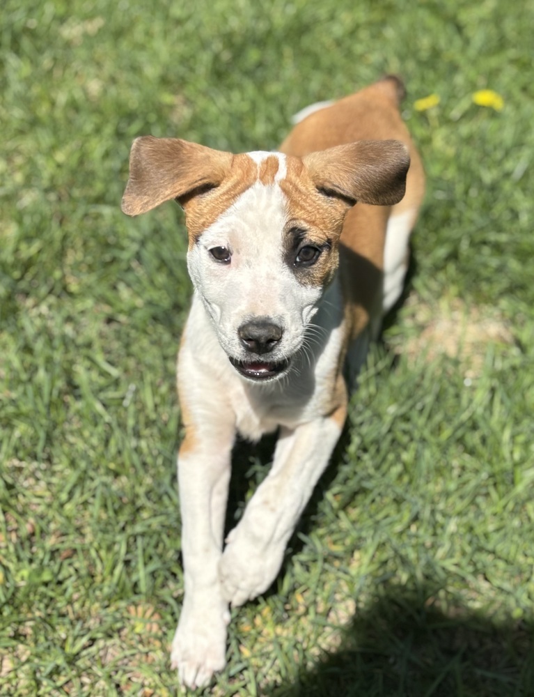 Eleanor (Ashlynn Litter)