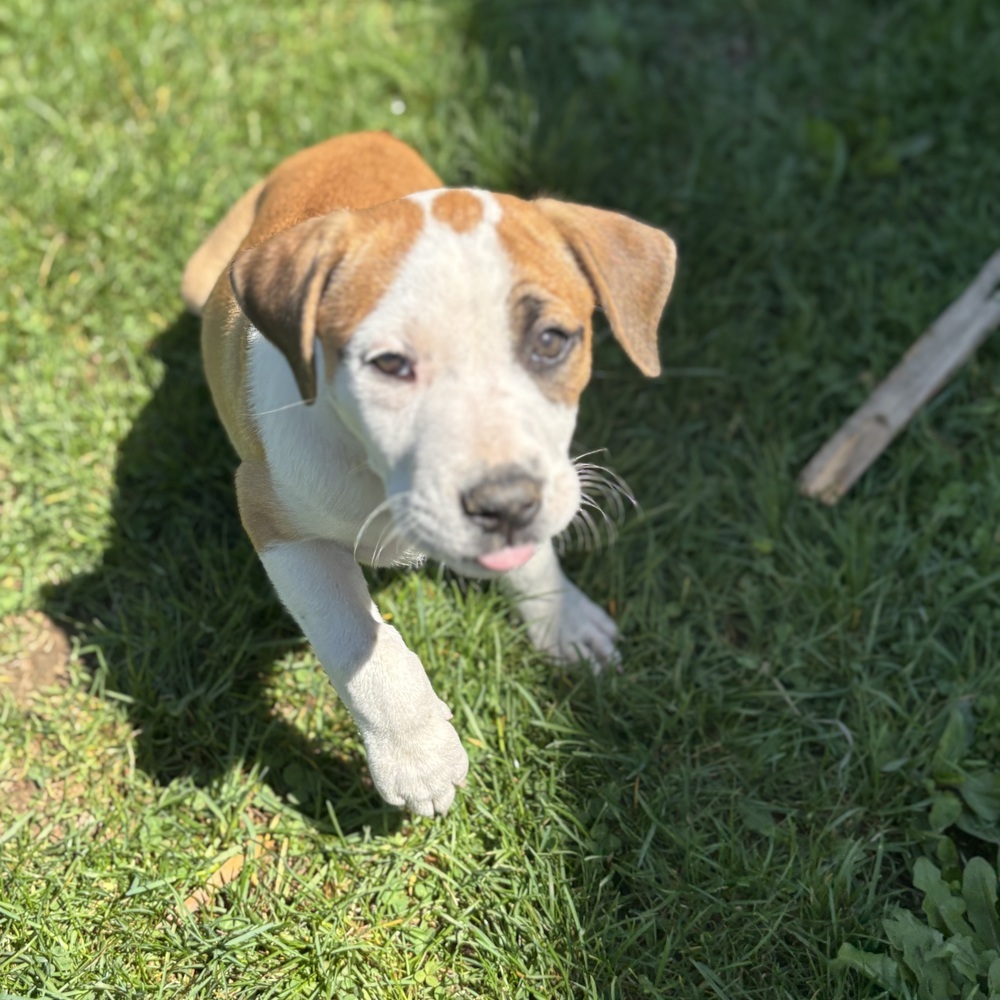 Eleanor (Ashlynn Litter)