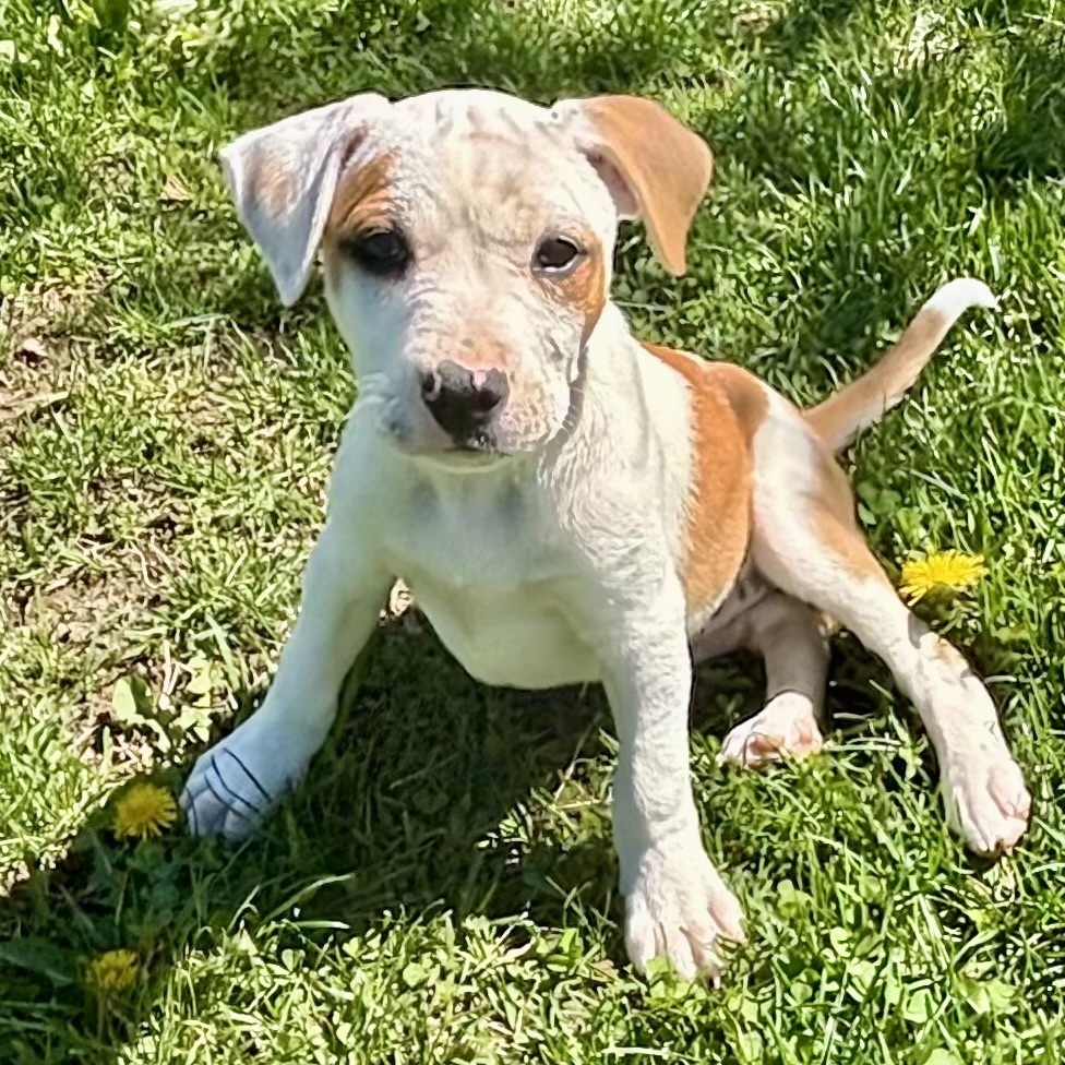 Margot (Ashlynn Litter)