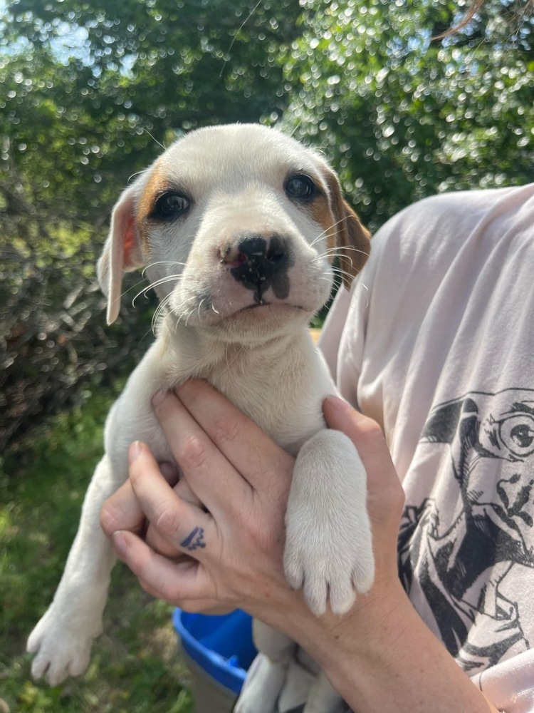 Margot (Ashlynn Litter)
