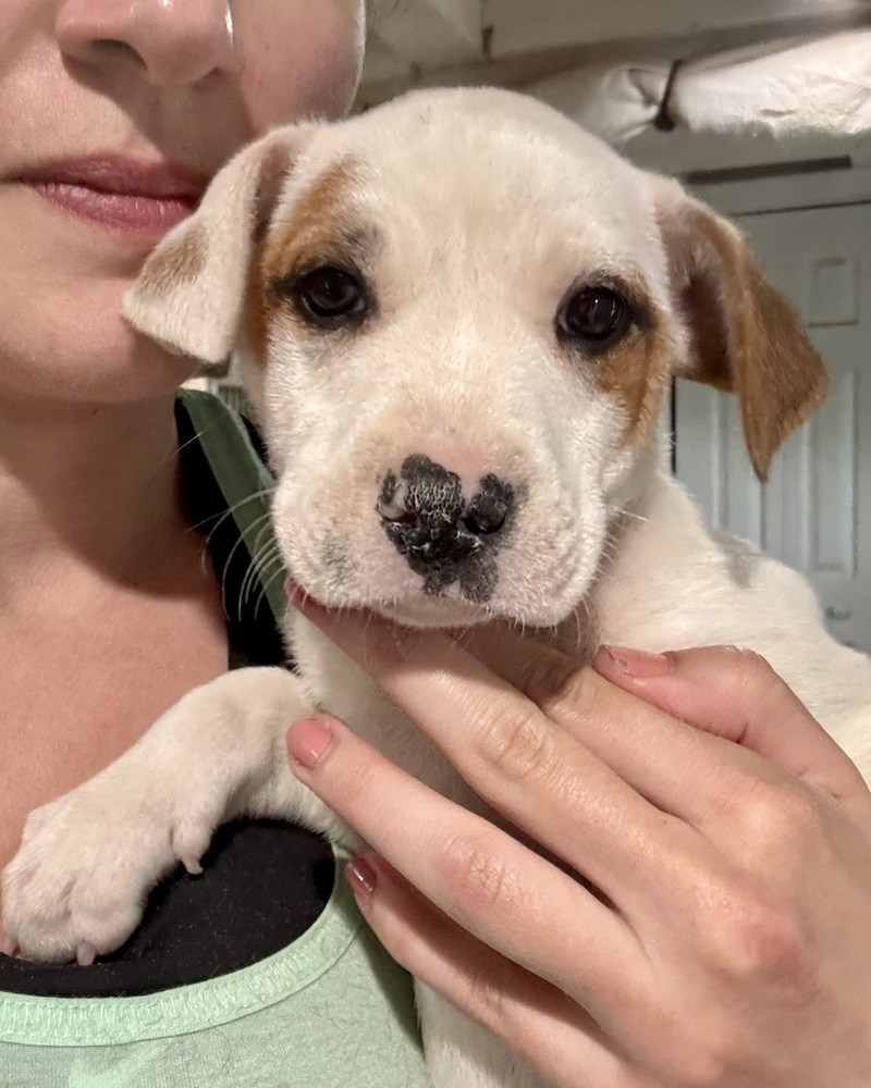 Margot (Ashlynn Litter)