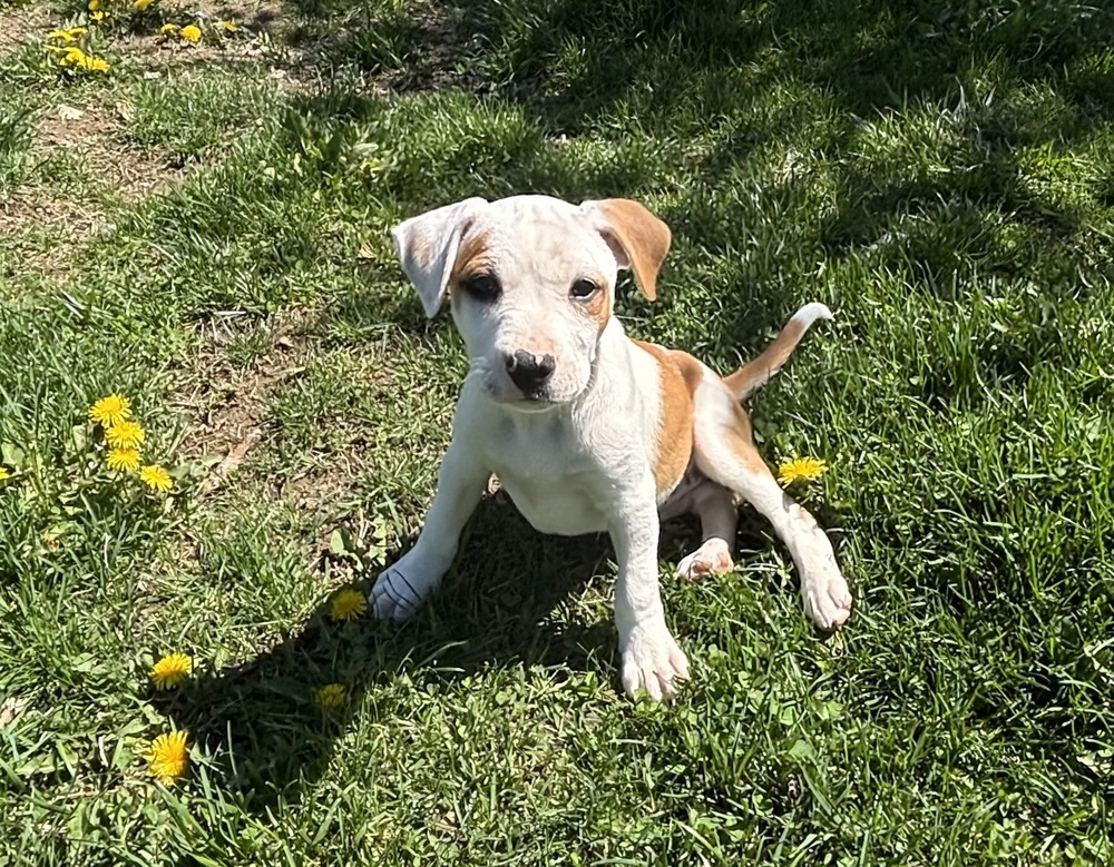 Margot (Ashlynn Litter)
