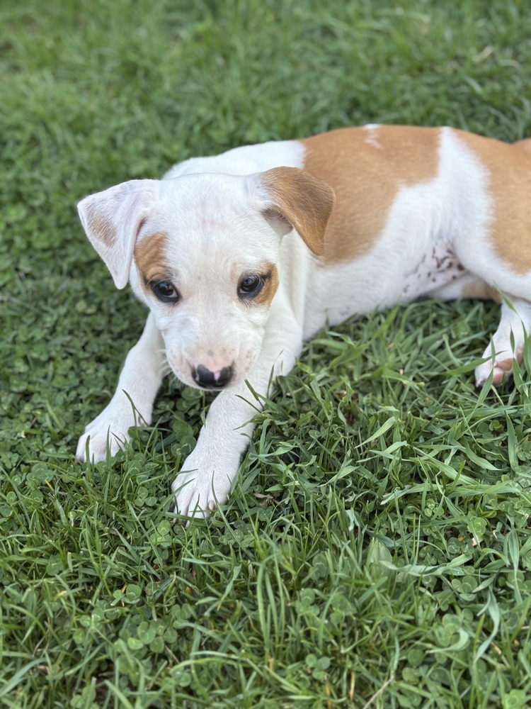 Margot (Ashlynn Litter)