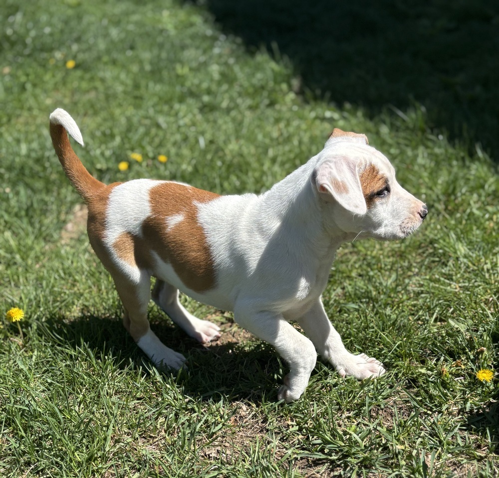 Margot (Ashlynn Litter)