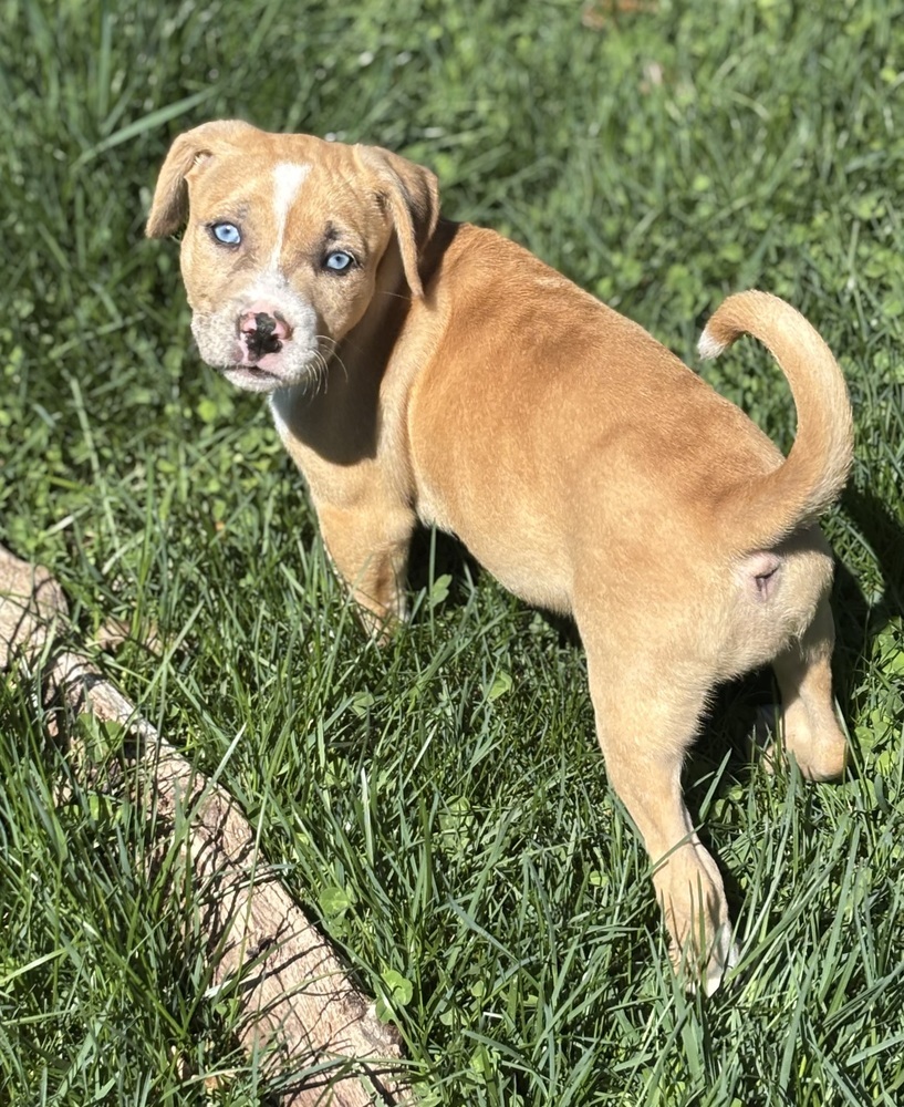 Margaret (Ashlynn Litter)