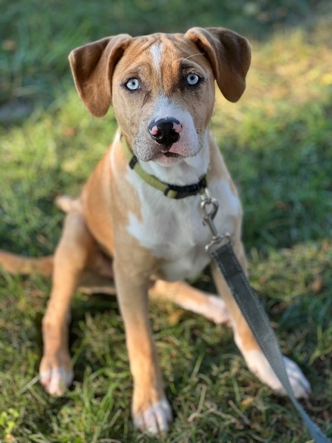 Margaret (Ashlynn Litter)