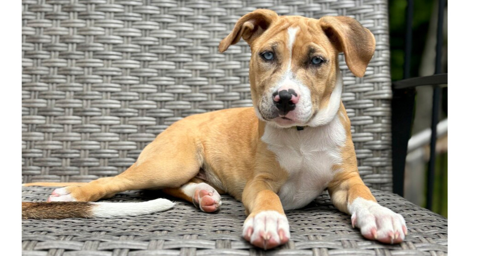 Margaret (Ashlynn Litter)