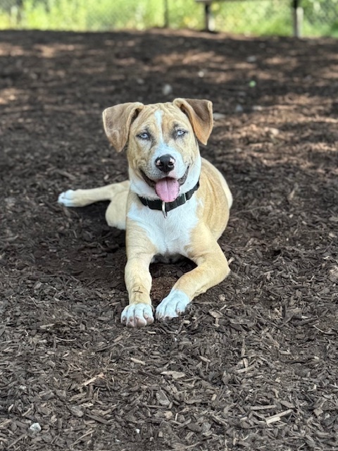 Margaret (Ashlynn Litter)