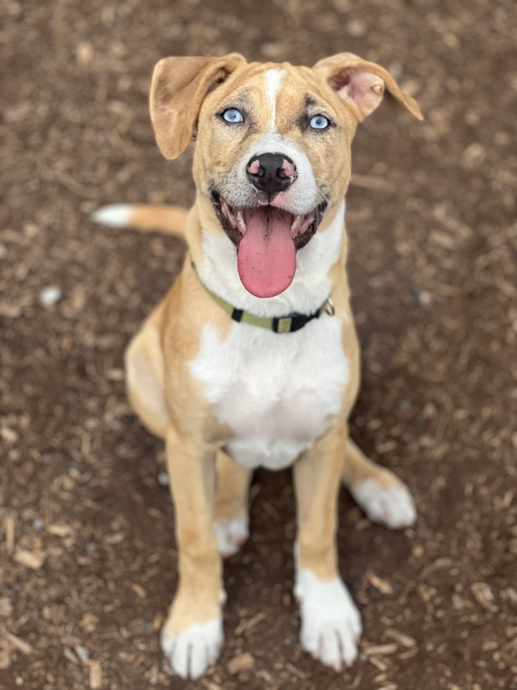 Margaret (Ashlynn Litter)