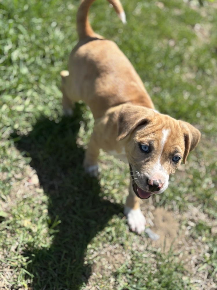 Margaret (Ashlynn Litter)