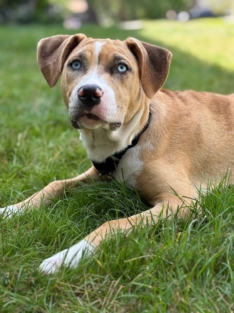Margaret (Ashlynn Litter)