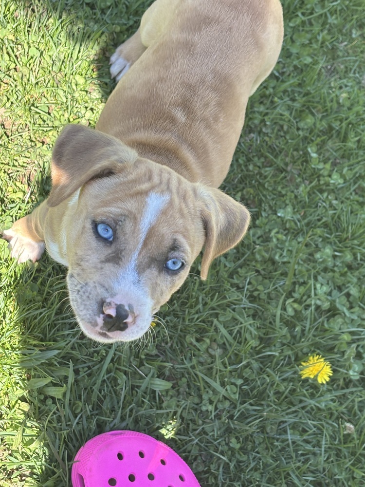 Margaret (Ashlynn Litter)