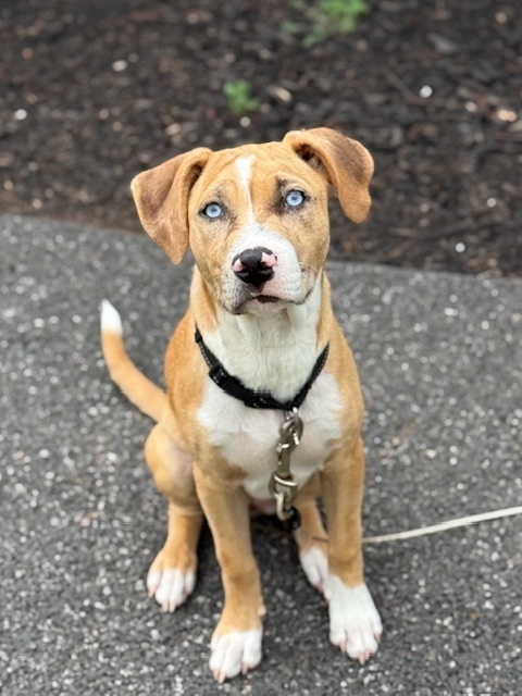Margaret (Ashlynn Litter)