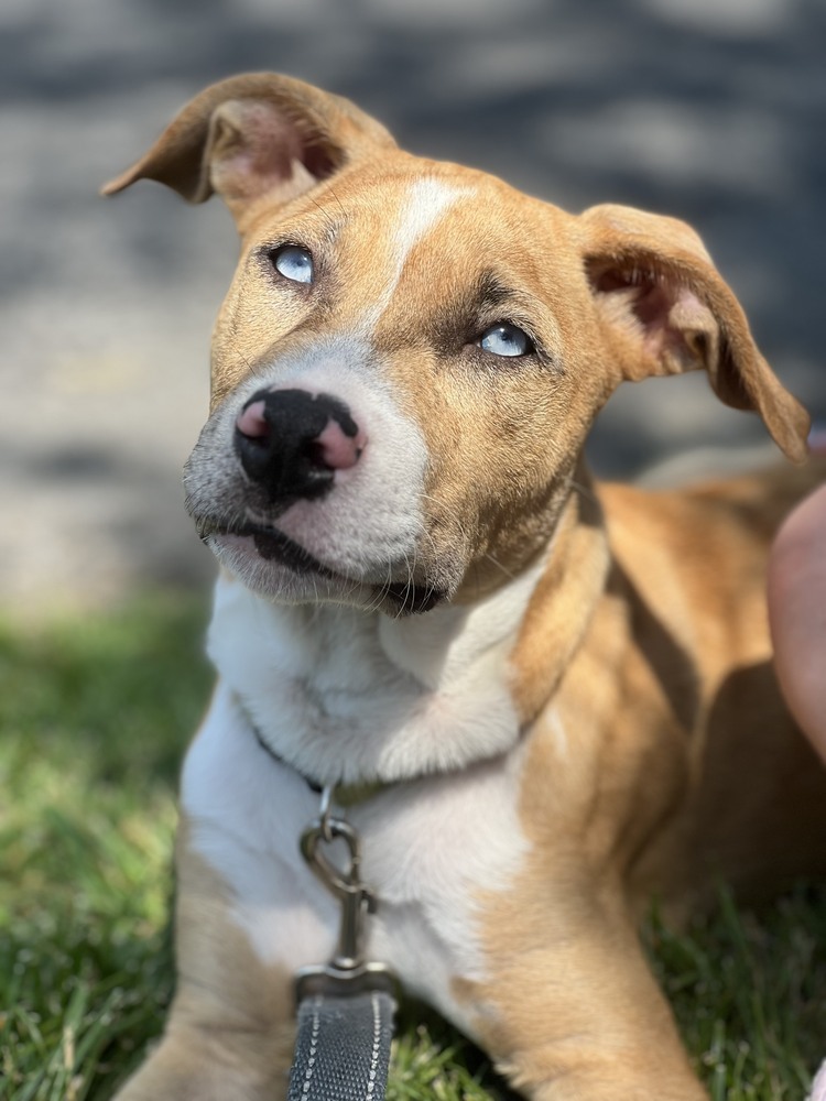 Margaret (Ashlynn Litter)