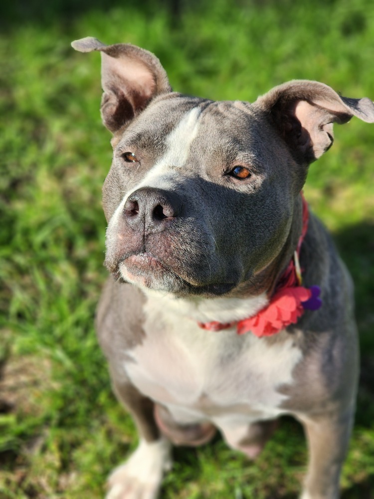 Ellie Electric