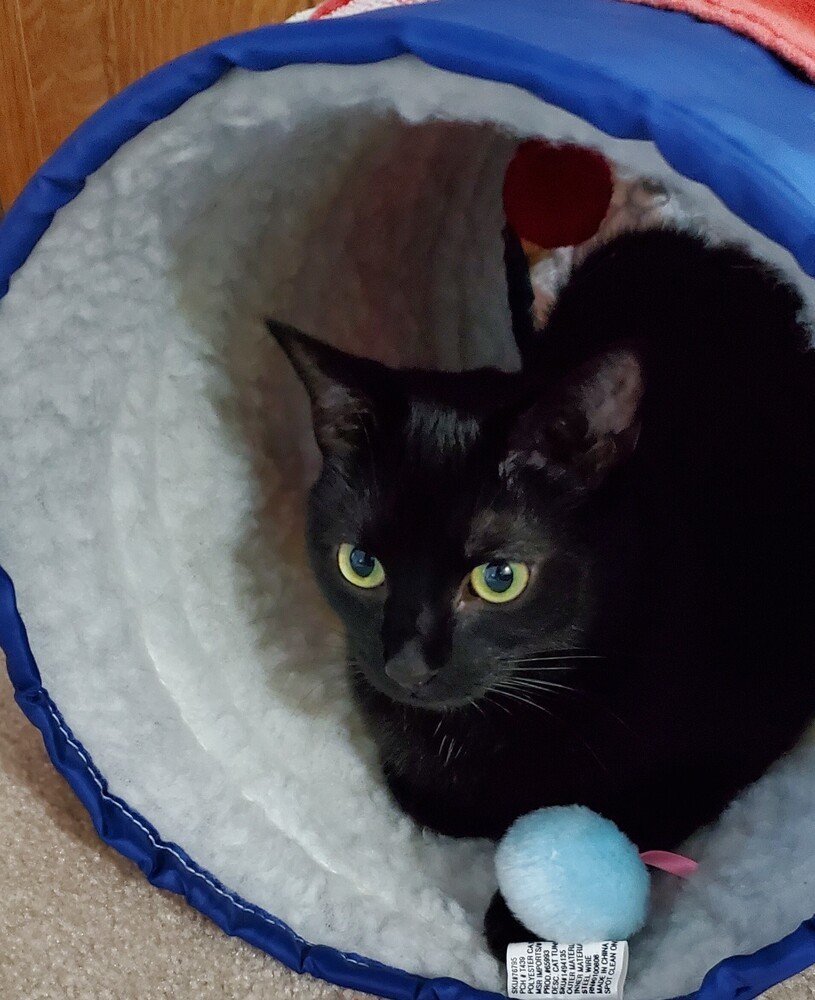 Beatrice-Adopt or Foster to Adopt