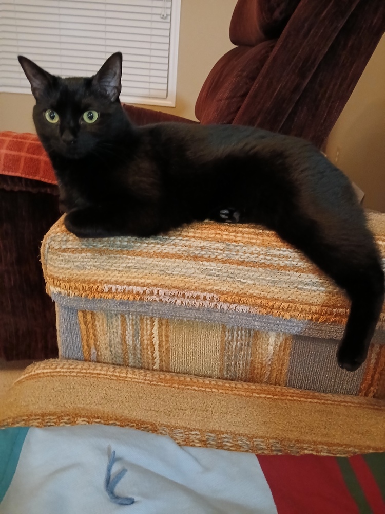 Beatrice-Adopt or Foster to Adopt