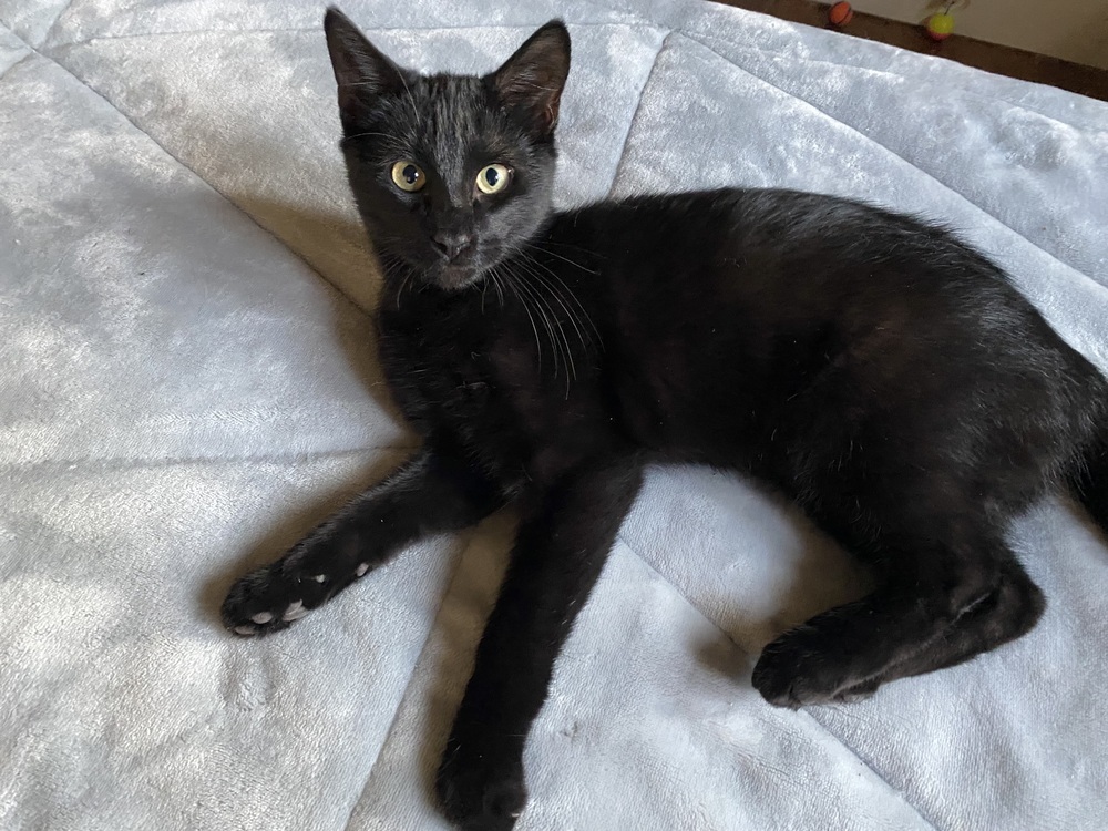 Daniel, an adoptable Domestic Short Hair in Scott, LA, 70583 | Photo Image 1