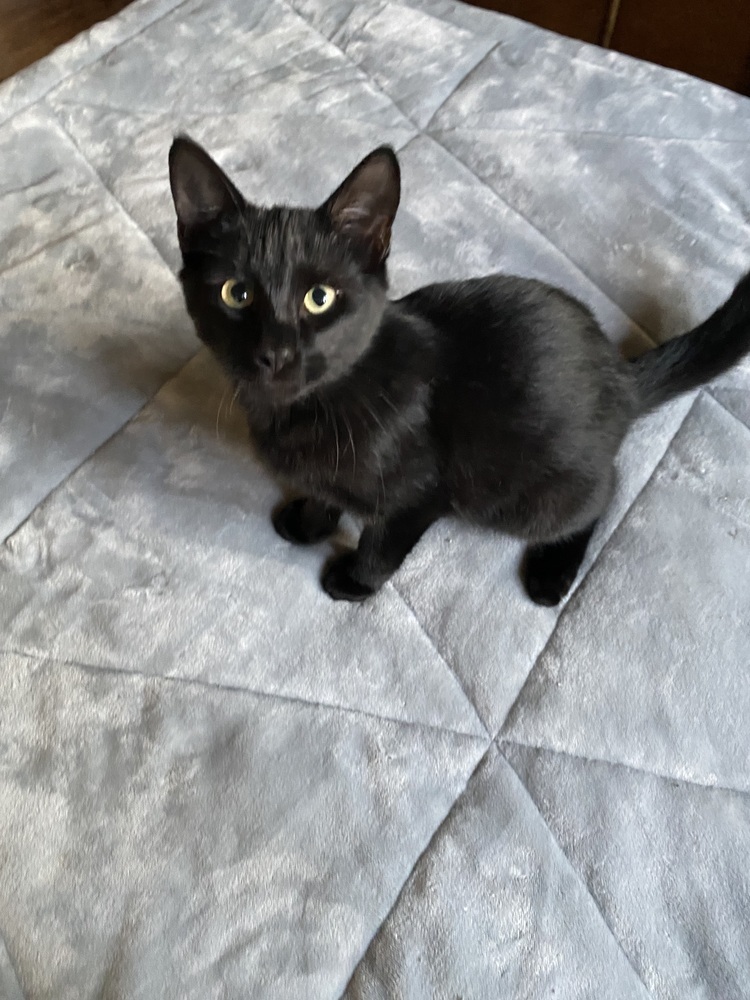 Daniel, an adoptable Domestic Short Hair in Scott, LA, 70583 | Photo Image 2