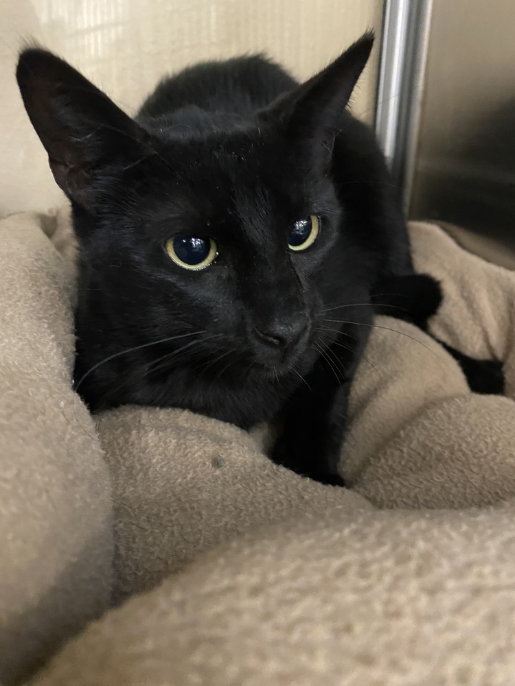 Daniel, an adoptable Domestic Short Hair in Scott, LA, 70583 | Photo Image 3