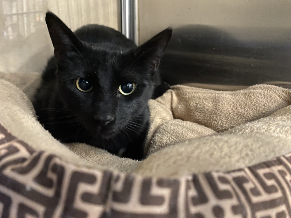 Daniel, an adoptable Domestic Short Hair in Scott, LA, 70583 | Photo Image 4