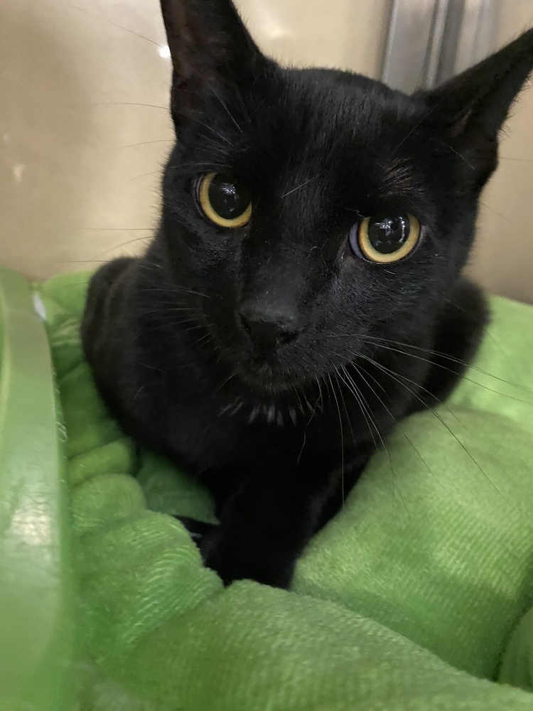 Tiny, an adoptable Domestic Short Hair in Scott, LA, 70583 | Photo Image 1