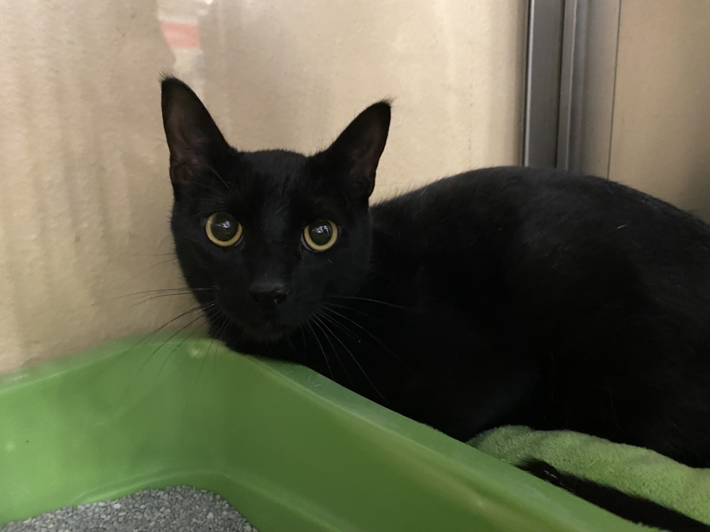 Tiny, an adoptable Domestic Short Hair in Scott, LA, 70583 | Photo Image 2