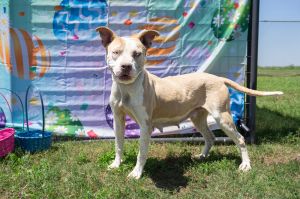 Emma, Adult Female Mixed Breed