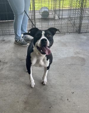 Oreo, Young Female unknown