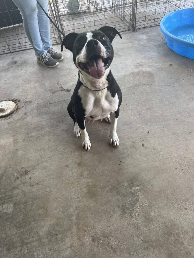 Oreo